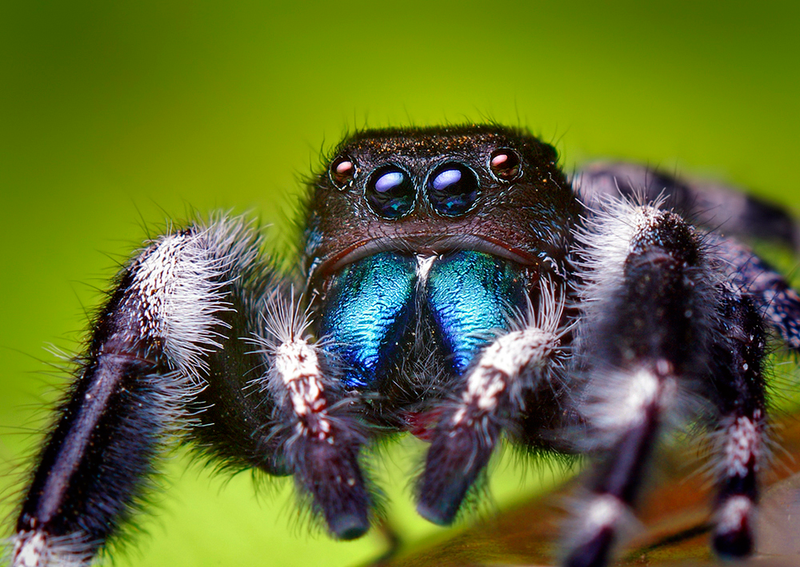 Illustration for article titled You guys are reading Sploid, right? TW cute spiders, BUT, spiders